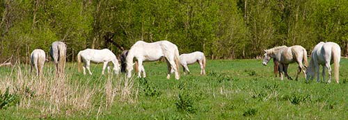Wild horses of Shannon County Missouri